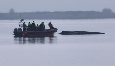 Rescuers lose hope for humpback whale stranded in Baltic Sea