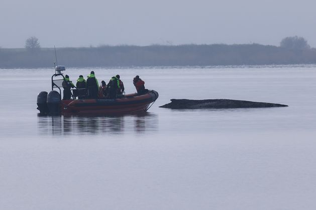 Rescuers lose hope for humpback whale stranded in Baltic Sea
