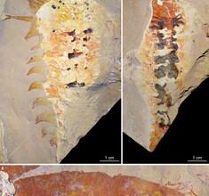 A 500-million-year-old clawed predator rewrites the origin of spiders and horseshoe crabs