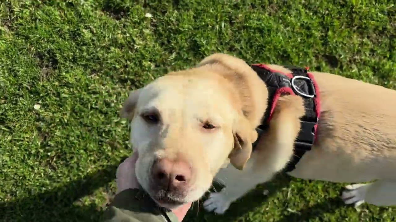 Galaxy S26 Ultra: Super Steady - YouTube