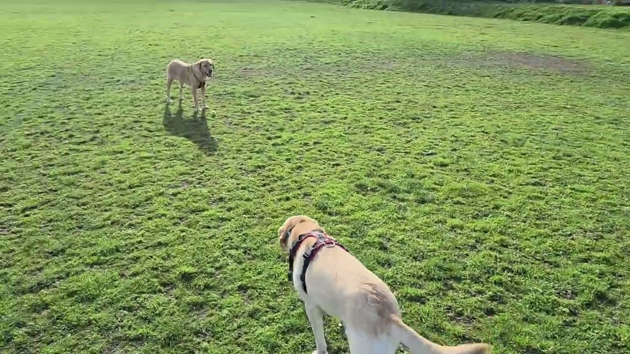 Galaxy S26 Ultra: Horizontal Lock - YouTube