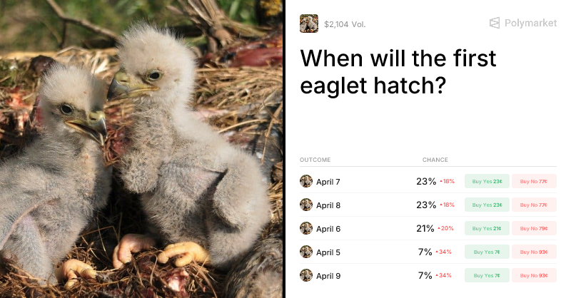 When will the first eaglet hatch? Predictions & Odds