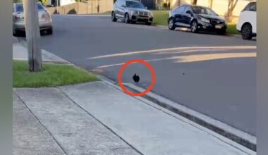 Every Day She Leaves Home, This Crooked-Beaked Magpie Runs To Sing Her A Song