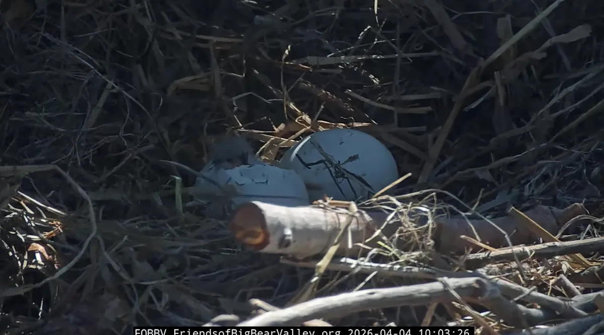 Jackie and Shadow see eaglet's head emerge from one of two 2026 eggs