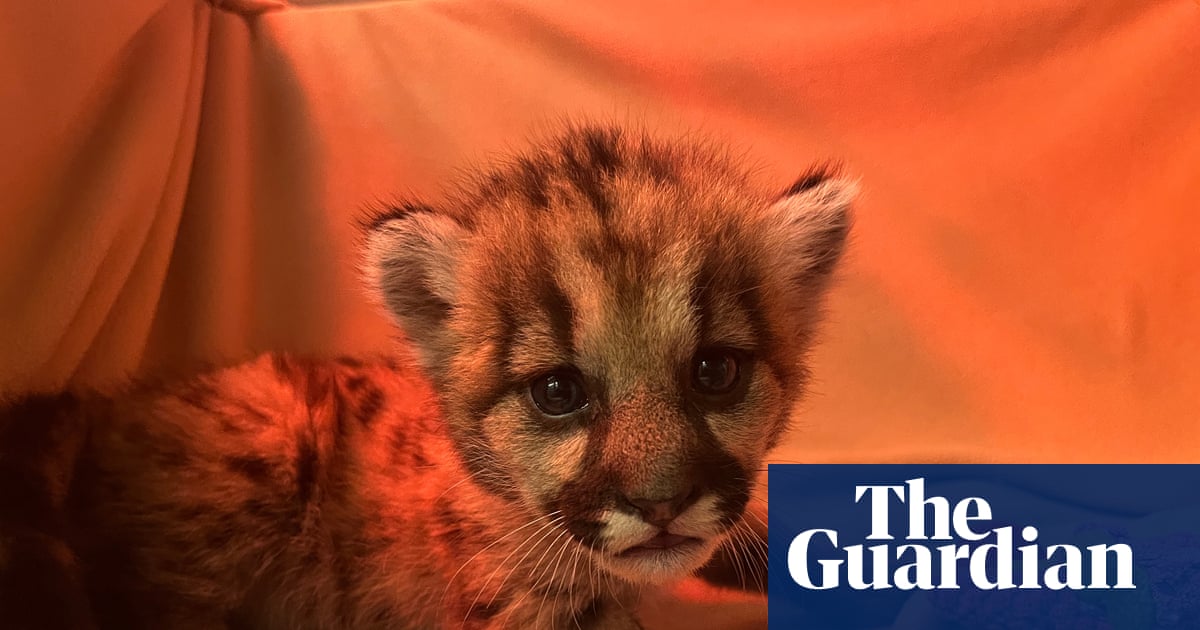 Three-week-old mountain lion cub rescued by California biologists | California