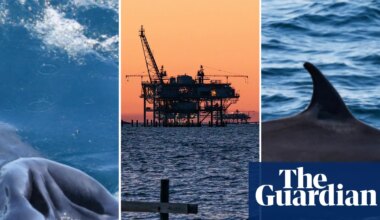 Rice’s whales predate modern humans. Now Trump could make them extinct | Whales
