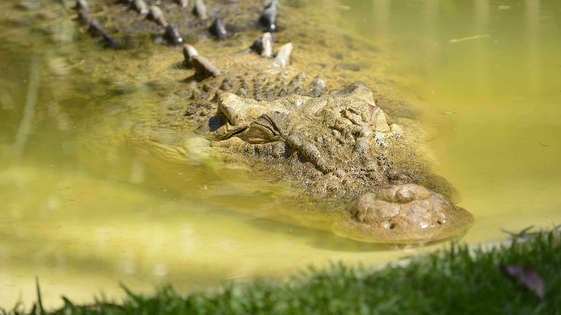 Warrior crocodile found in Brazil