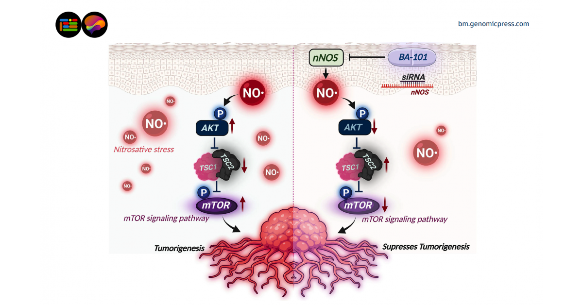 New research identifies enzyme driving neuroblastoma and shows inhibitor collapsed tumor growth in mice