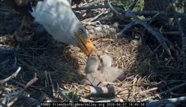 Jackie and Shadow’s baby chicks are bonking. It's normal behavior.