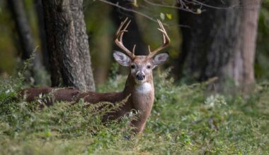 Vampire deer species faces peril