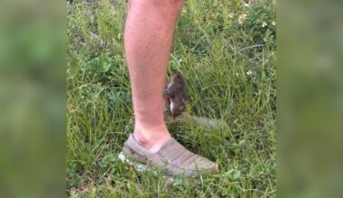 Lost Baby Squirrel Tugs On Man's Ankle For Help — Then Curls Up In His Hand