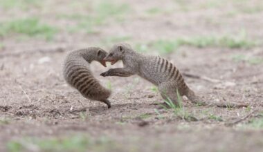 Banded mongooses jumping, fighting and playing in a clearing