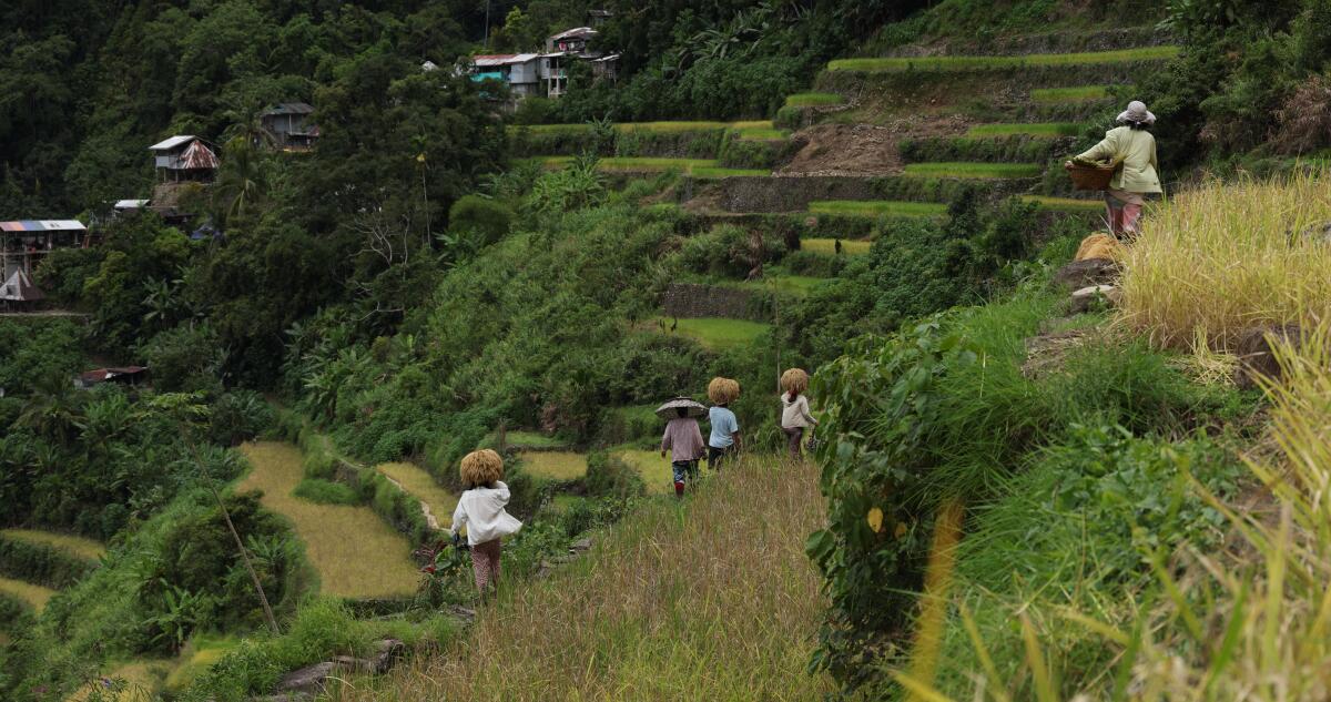 Ifugao people of the Philippines leaving a harvest on a terraced mountain.