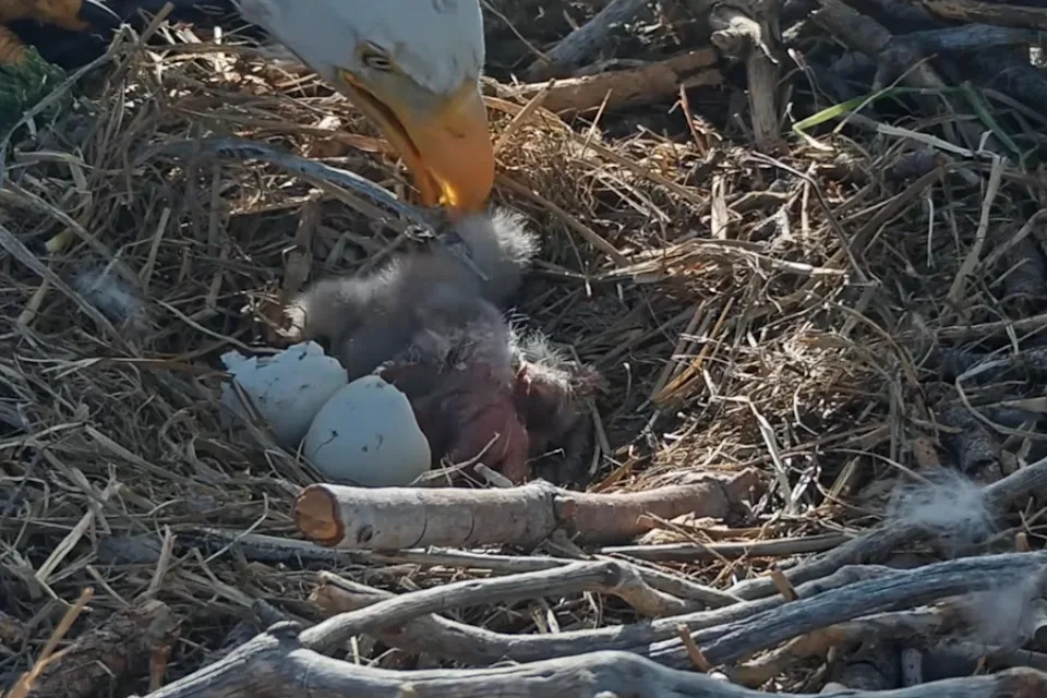 Popular California bald eagles Jackie and Shadow saw two eaglets hatch leading in time for Easter (Friends of Big Bear Valley and Big Bear Eagle Nest Cam/Facebook)