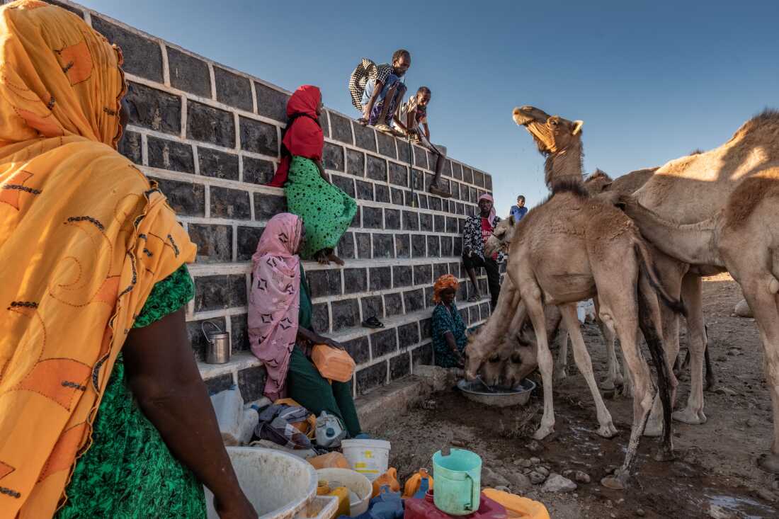 Camels drink from a water tank that once irrigated a community farm in Kourtemale, Djibouti. The country's Great Green Wall department installed a borehole and pump to bring water to the tanks, allowing the farm to flourish, but after the pump broke, nobody came to fix it, and the land rapidly reverted to desert.