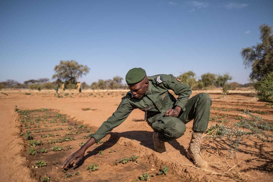 Sergeant Ahmadou Badji, head of Great Green Wall effots in the region of Widou Thiengoly, Senegal, tends to seedlings on a GGW-backed farm outside the village. The farm initially failed, before being recently restarted with funding from a Morocaan phosphate mining company.