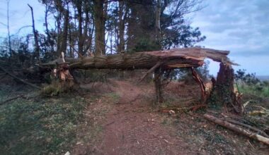Wexford people told to avoid forest area after Storm Dave causes tree damage