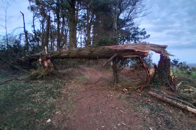 Wexford people told to avoid forest area after Storm Dave causes tree damage