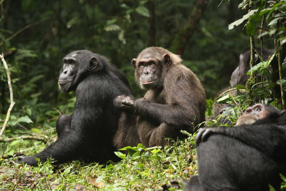 This photo shows four chimpanzees with dark hair sitting or lying amid green foliage.