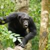 A team of researchers recorded thousands of vocalizations made by wild chimpanzees in the Taï National Park in Ivory Coast.