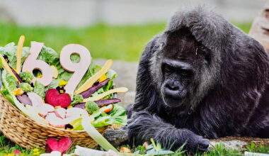 Apey birthday to Fatou, the world’s oldest gorilla turns 69