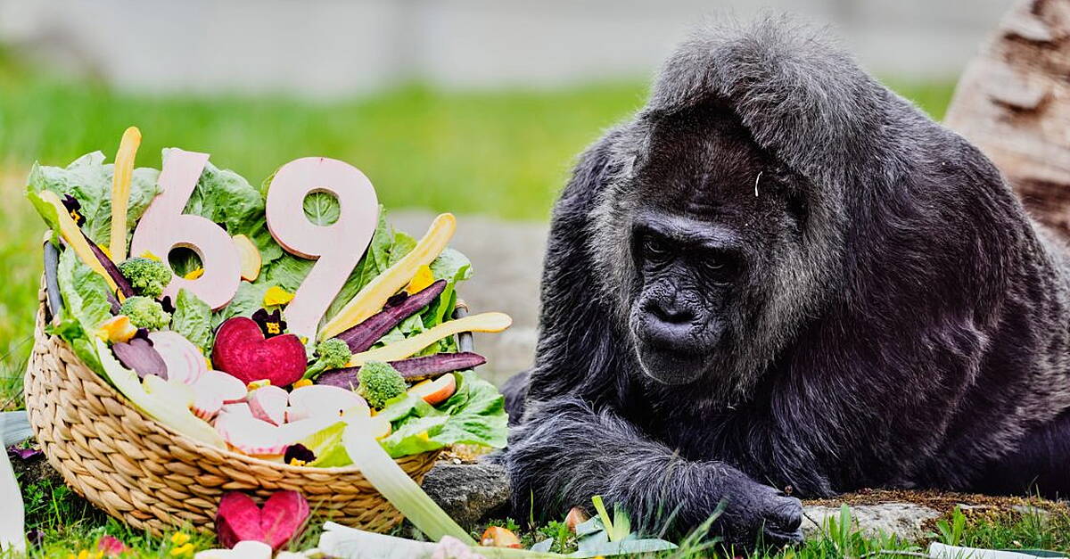 Apey birthday to Fatou, the world’s oldest gorilla turns 69