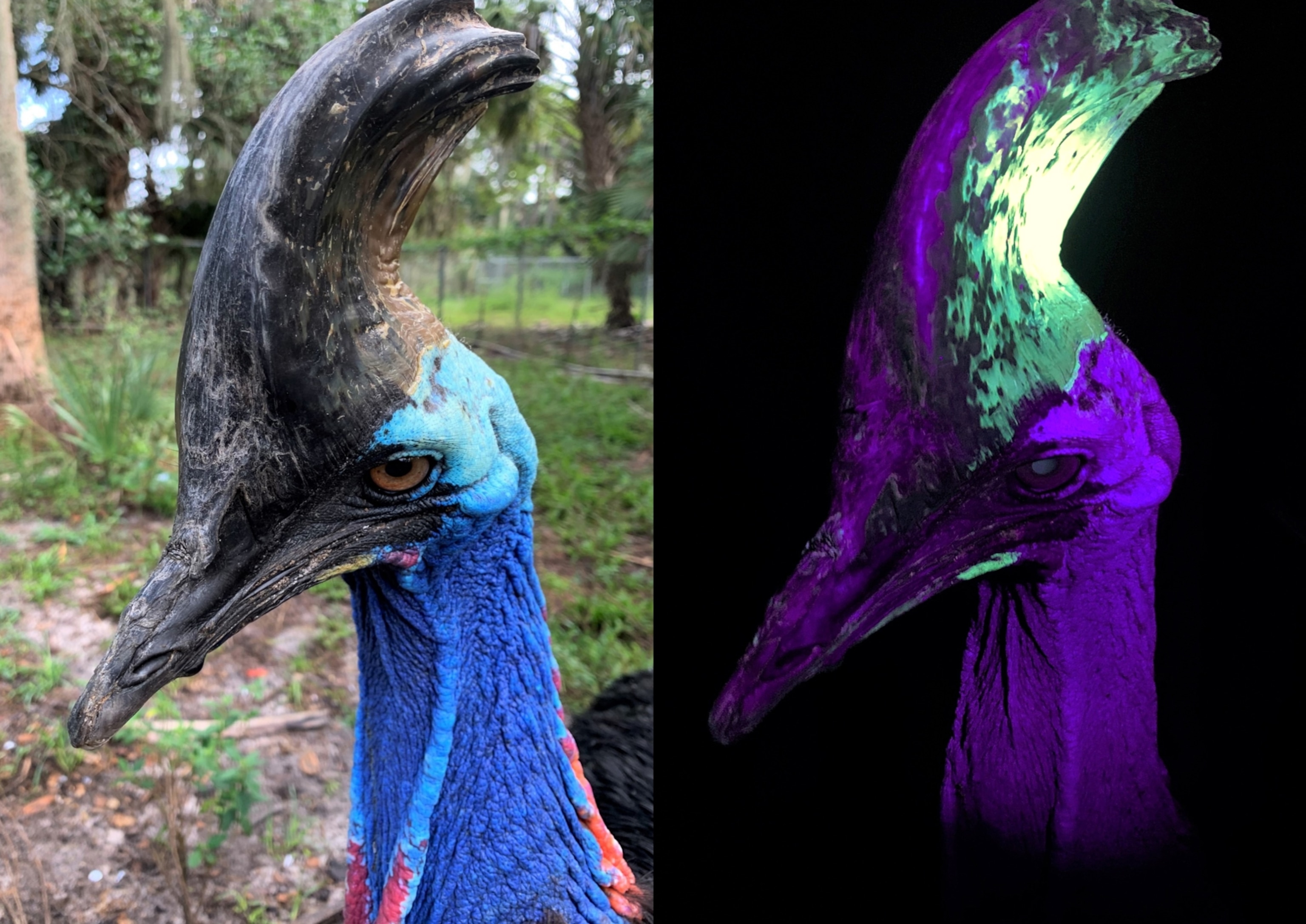 A southern cassowary under visible (left) and ultraviolet light (right) illustrating the bright green-blue ultraviolet biofluorescence of the casque surface