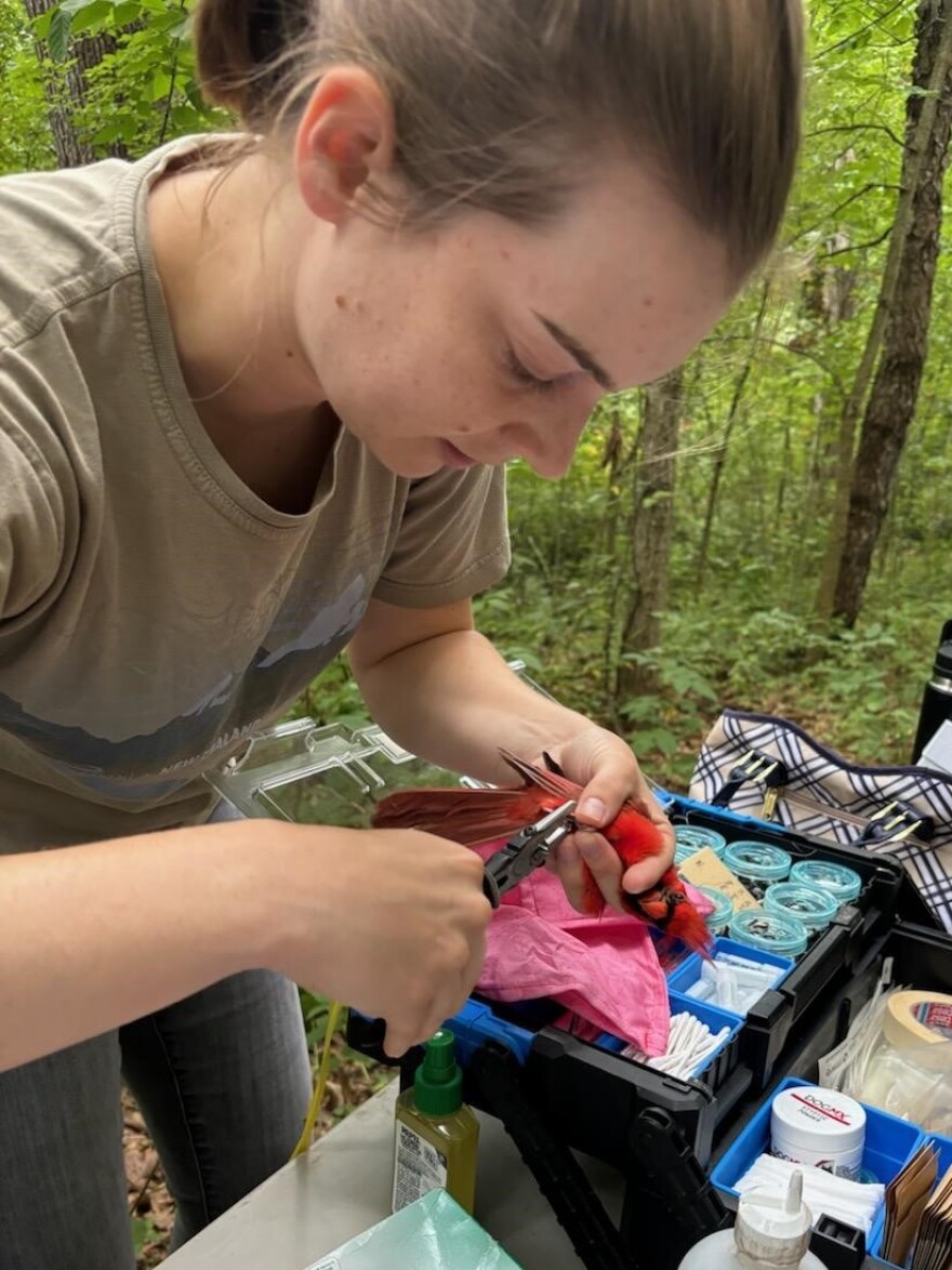 Stella Uiterwaal puts a band on a northern cardinal while collecting health data on the birds that live in Forest Park.