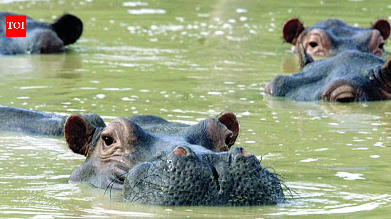 Pablo Escobar: Colombia to kill 80 wild hippos once owned by Pablo Escobar: Why are the African giants being killed? | World News