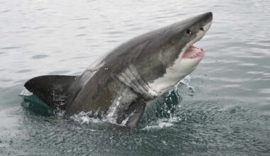 Great White Sharks Are Disappearing from the Waters Around South Africa, and Scientists Can’t Agree on Why