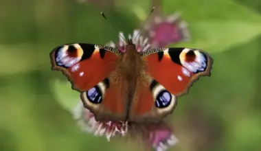 Britain’s butterfly populations decline as dozens of species face ‘urgent’ fight for survival