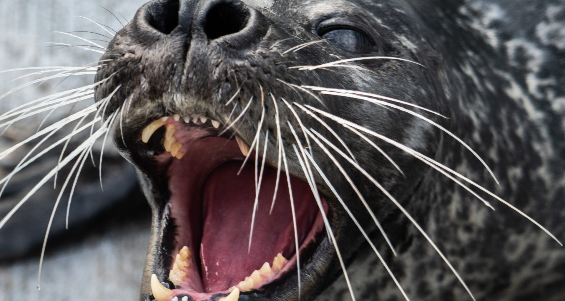 How seals' whiskers make them master underwater hunters
