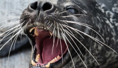 How seals' whiskers make them master underwater hunters