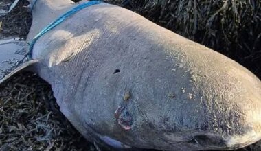 Greenland shark stranding in Sligo gives researchers rare opportunity to study ‘living fossil’