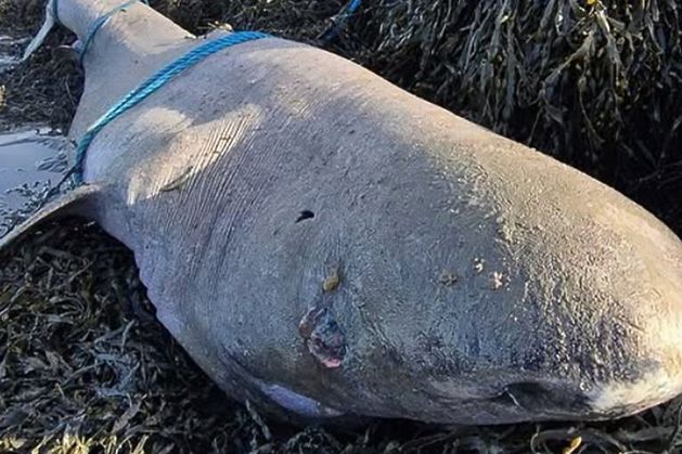 Greenland shark stranding in Sligo gives researchers rare opportunity to study ‘living fossil’