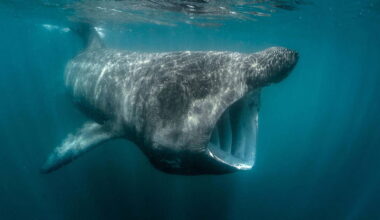 Ireland’s basking sharks and other fish risk overheating, says ‘sobering’ study