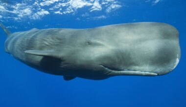 Sperm whales clicks 'one of closest parallels' to human language, study reveals