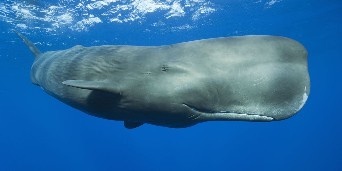 Sperm whales clicks 'one of closest parallels' to human language, study reveals