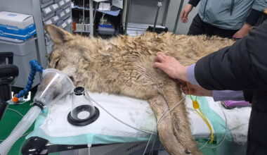 Hairy moments as escaped wolf returned to zoo in South Korea