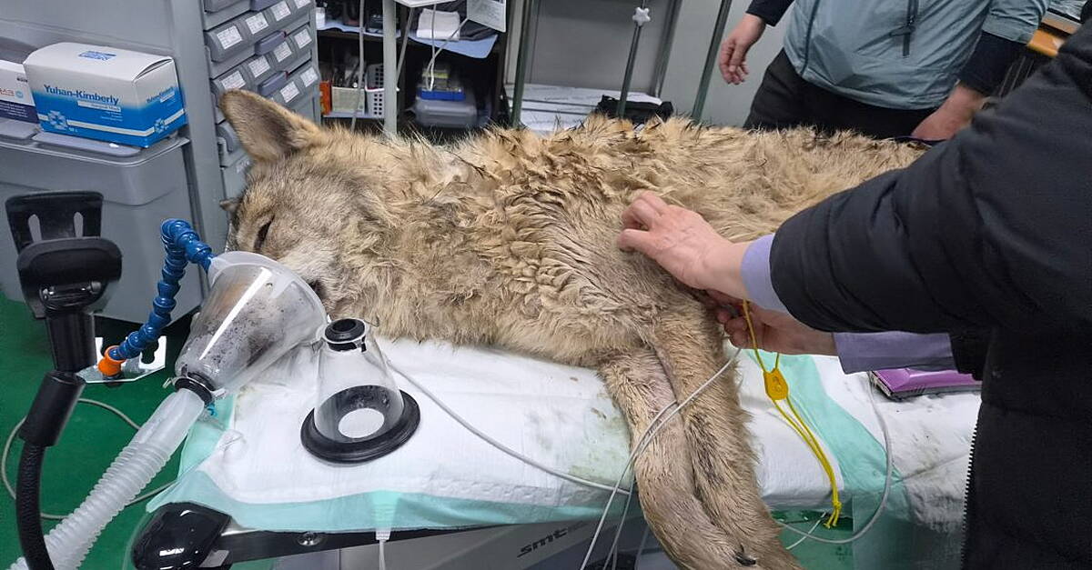 Hairy moments as escaped wolf returned to zoo in South Korea