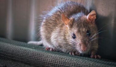 Rat poison found in HiPP baby food jar in Austria, police say