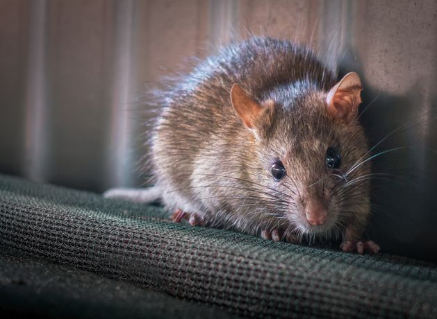 Rat poison found in HiPP baby food jar in Austria, police say