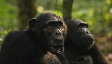 A rare chimpanzee ‘civil war’ is happening in Uganda