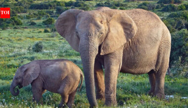 African elephants are becoming genetically isolated, and humans are the reason |