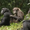 This photo shows four chimpanzees with dark hair sitting or lying amid green foliage.
