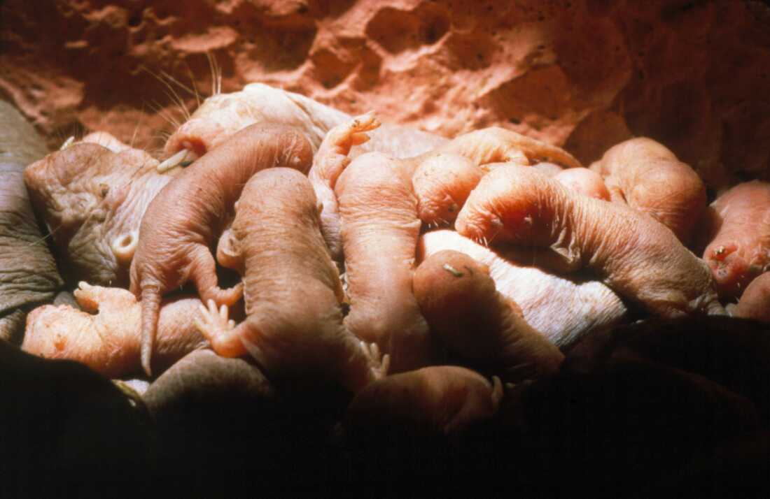 A naked mole rat litter (Heterocephalus glaber) being nursed by their mother.