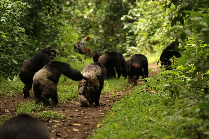 Ngogo chimpanzees grimace and reassure each other upon hearing other chimps in 2015.