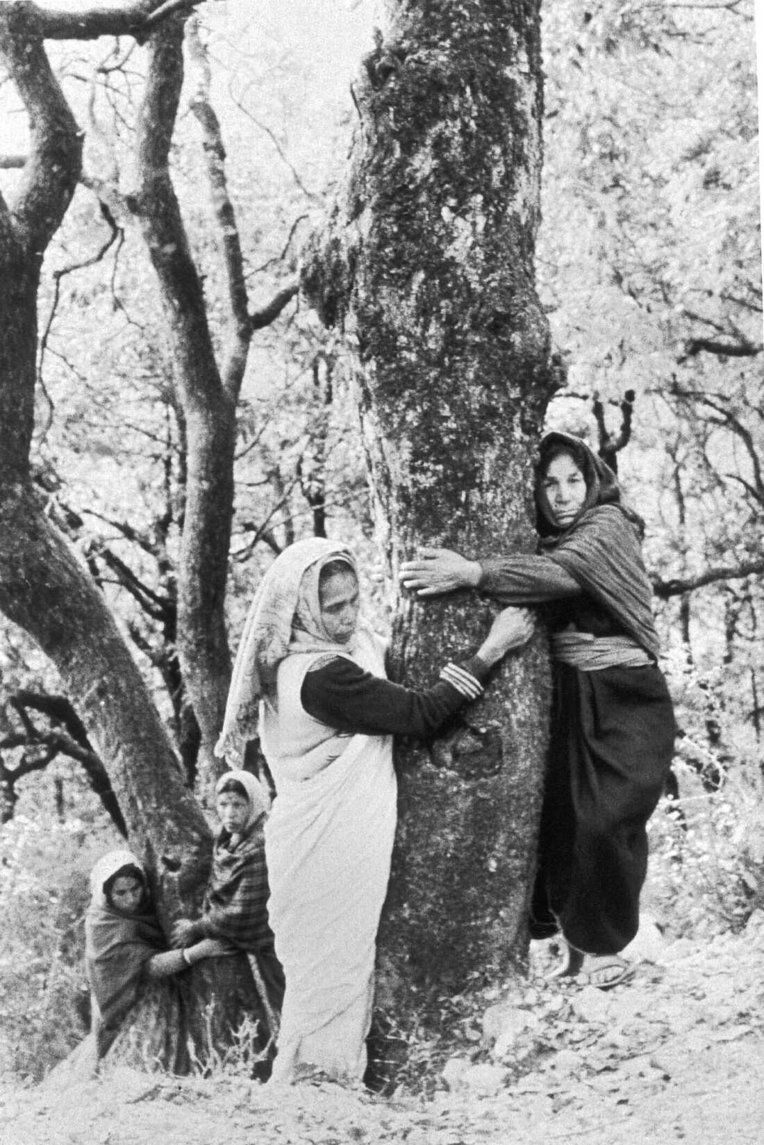In 1973, the Chipko movement in India coined the term “tree-hugger." Rural tree