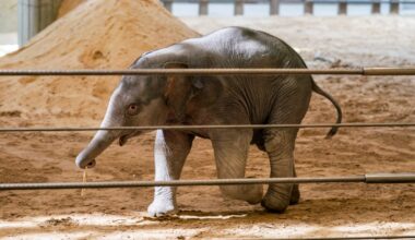 Baby elephant makes its Earth Day debut at the National Zoo