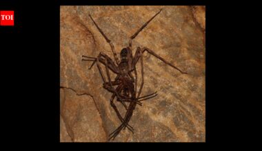 Giant huntsman spider: The 11.8-inch discovery that shocked science |